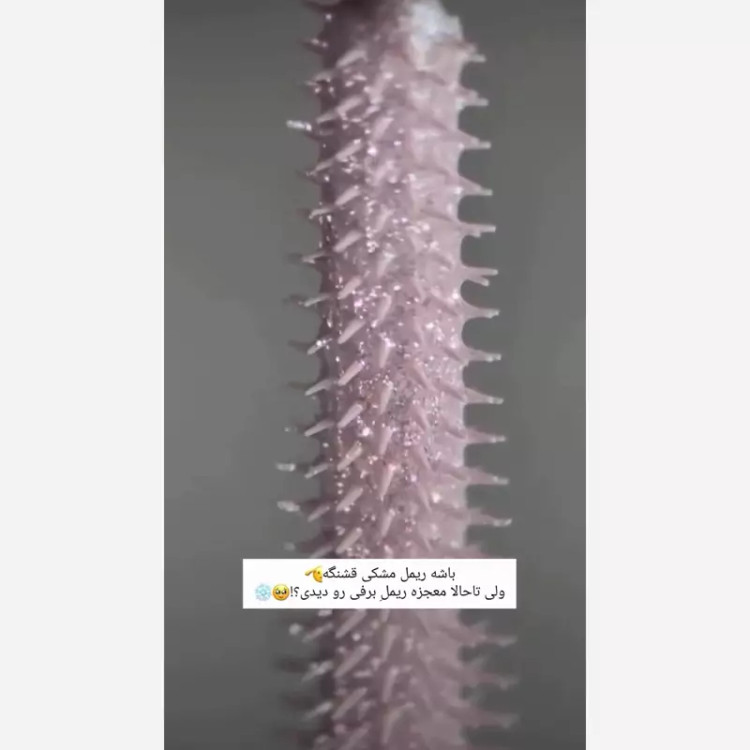 ریمل برفی(اکلیلی)اورجینال